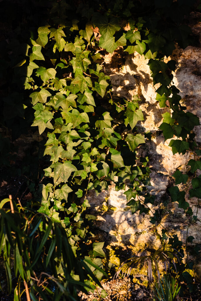 Lierre ensoleillé poussant sur un mur de pierre texturé, avec des ombres et des feuilles créant un motif naturel.